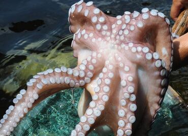 La saliva de pulpo podría ayudar a tratar el Alzheimer