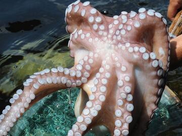 La saliva de pulpo podría ayudar a tratar el Alzheimer