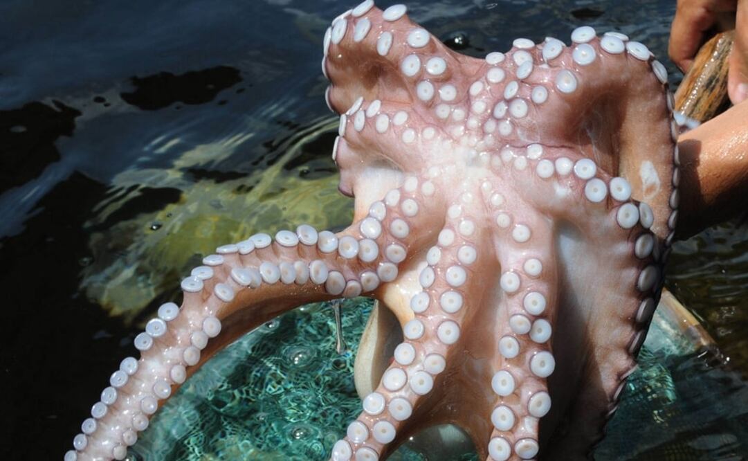 (FOTO: Archivo/EL UNIVERSAL)