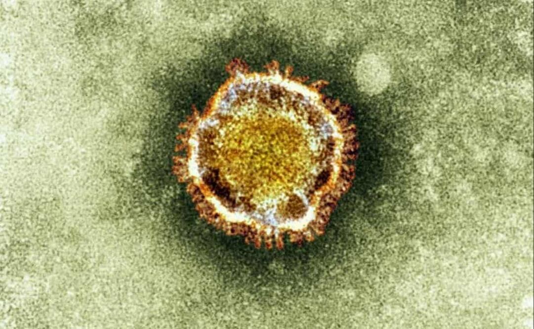 Imagen de un coronavirus. Foto: AP /Health Protection Agency, archivo