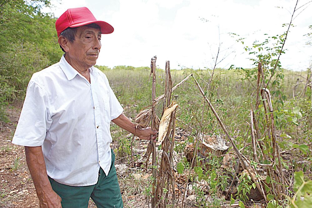 El agricultor Eloy Ek Sonda, de 70 años, dijo que pocas veces en su vida trabajando en el campo había visto una sequía tan severa, ya que perdió sus dos hectáreas de maíz, así como siembras de calabaza, sandía y jícama (LORENZO HERNÁNDEZ. EL UNIVERSAL)