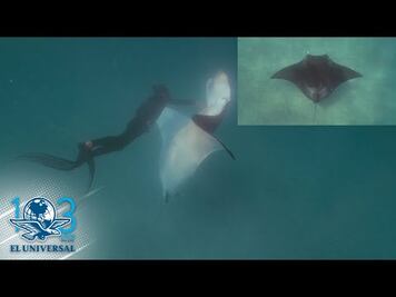 Mantarraya gigante pide ayuda a buceadores