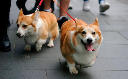 Se disparan precios de Corgis hasta 130 mil pesos