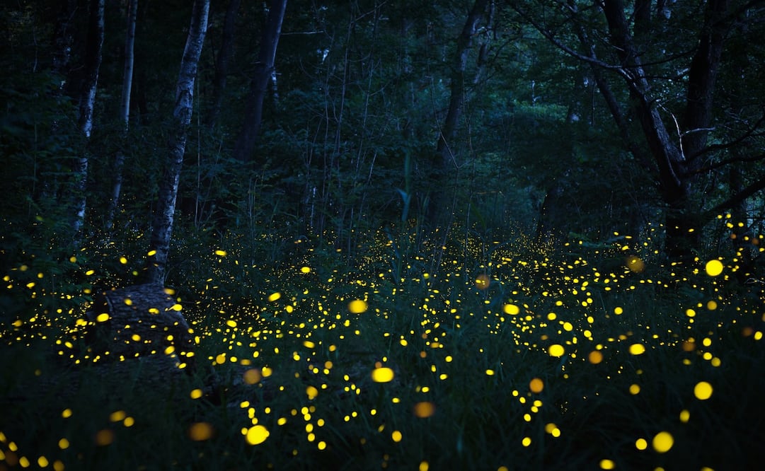 La temporada de luciérnagas 2022 durará hasta el 14 de agosto. Foto: iStock