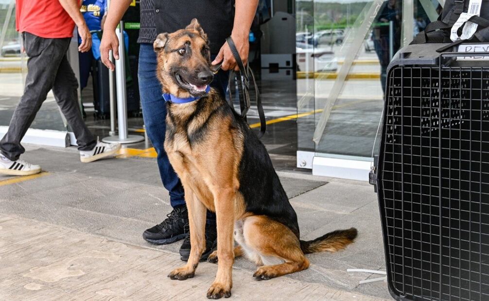 Rex, perro antinarcótico donado por EU para la seguridad de Campeche. Foto: Embajada de EU
