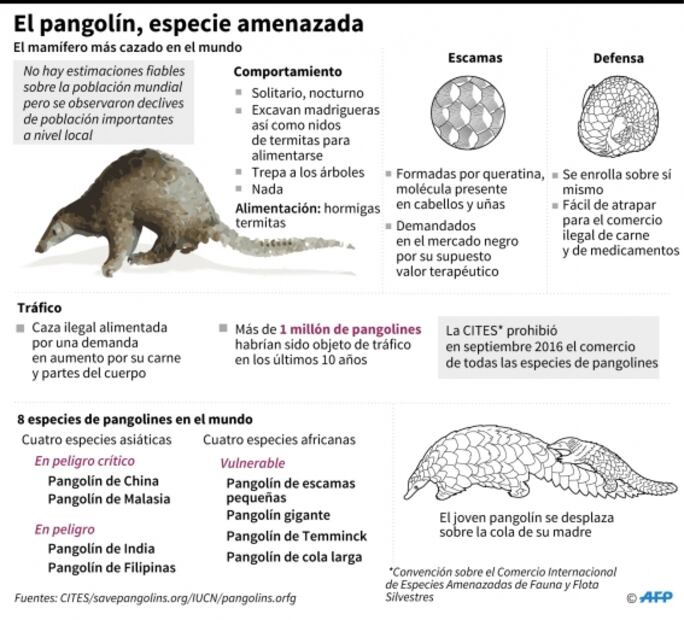 ¿Qué es el pangolín y qué tiene que ver con el coronavirus?