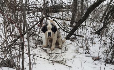 Perro san bernardo sobrevive a 17 días de nevadas en Minnesota