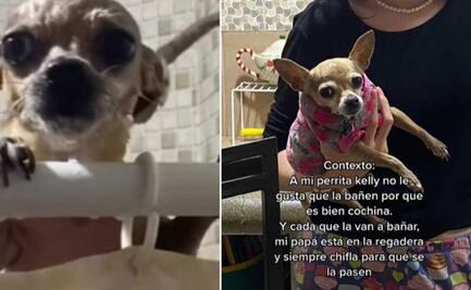 TikTok: La particular venganza de una perrita cuando la obligan a bañarse