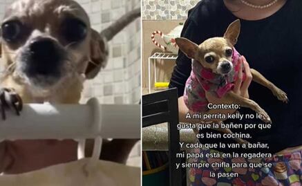 TikTok: La particular venganza de una perrita cuando la obligan a bañarse