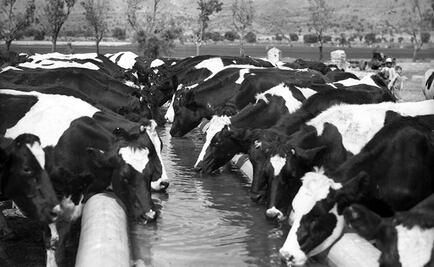 Pineda Covalin y Santa Clara: Arte y tradición en ediciones limitadas