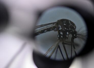 Estado de México reporta más de 300 casos confirmados de dengue; más de la mitad están en Tejupilco