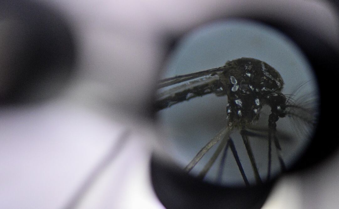 Imagen del mosquito Aedes aegypti, responsable de transmitir el dengue. Foto:EFE/ Andre Borges NO VENTAS ZONA EPA.