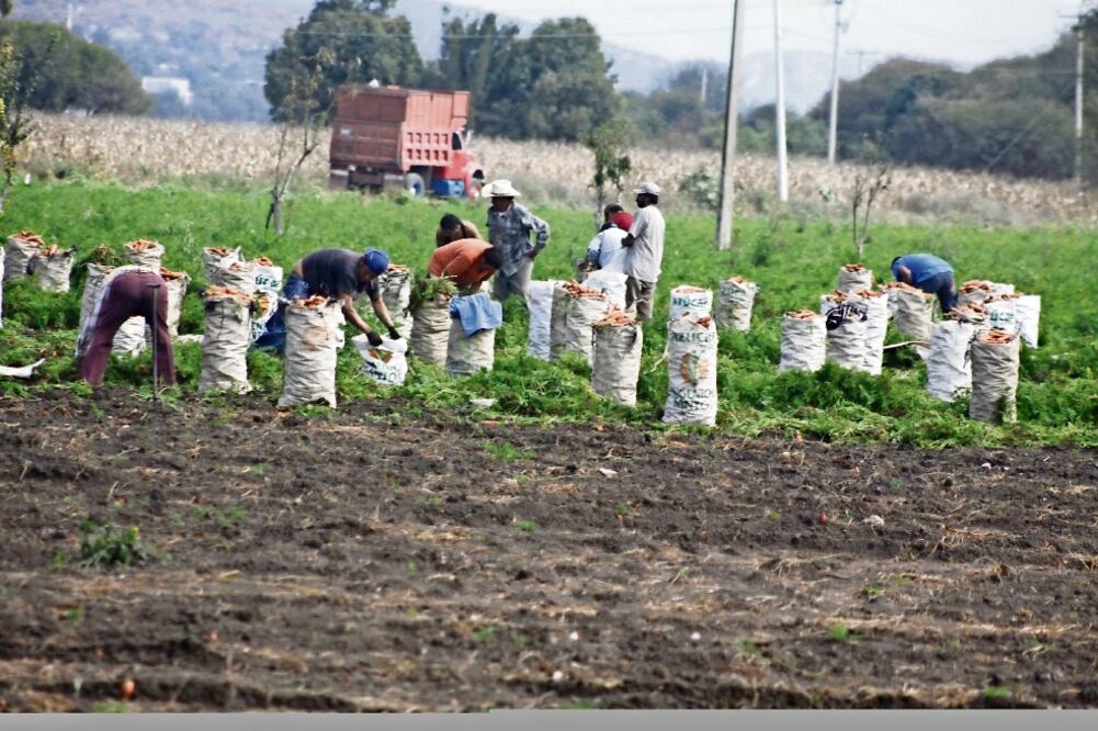 La Sagarpa se comprometió a depurar los padrones de beneficiarios de ProAgro Productivo y de otros programas que otorgan apoyos a los productores agrícolas, a fin de que los incentivos lleguen realmente a los productores (ARCHIVO EL UNIVERSAL)