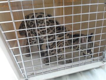 Capturan a ocelote en instalaciones del IMSS en Sinaloa