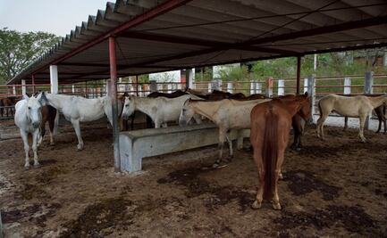Crueldad animal: ONG revela matanza de caballos para consumo humano en rastro de Chiapas