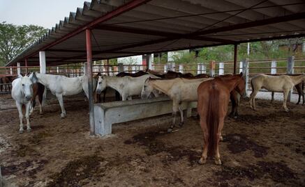 Crueldad animal: ONG revela matanza de caballos para consumo humano en rastro de Chiapas 