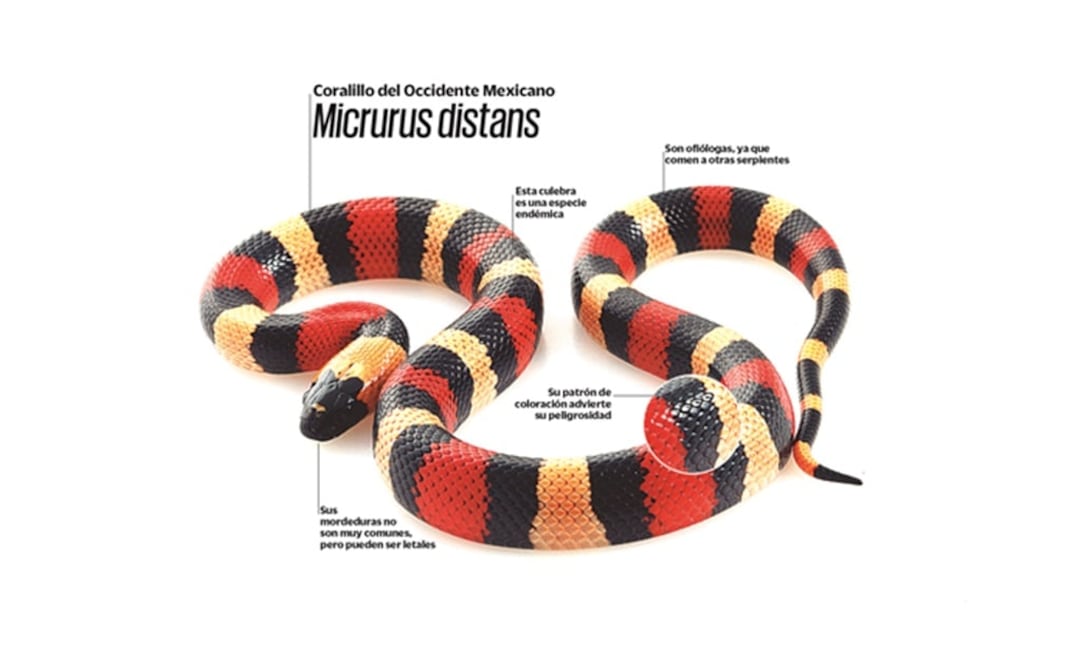 Serpientes con botiquín