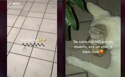 TikTok. ¡Qué vivo! Lomito se come la ofrenda dedicada a mascotas fallecidas 