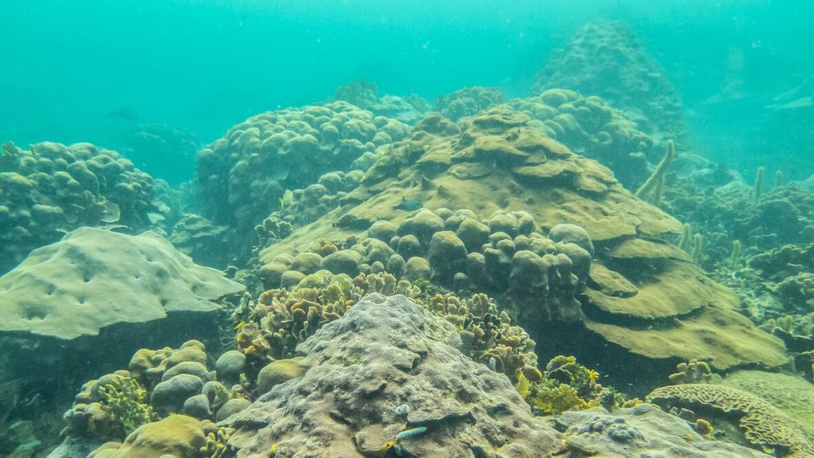El arrecife de coral de Colombia que le da esperanzas al mundo tras sobrevivir contra todo pronóstico