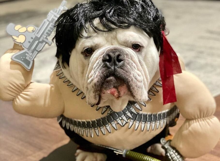 Que tu mascota no se quede sin disfraz este Halloween      Foto: Instagram