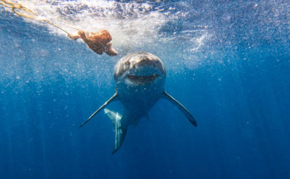 Tiburones. (29/09/25) Foto: iStock