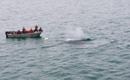 Marina y Semarnat acuerdan proteger a la vaquita marina en Golfo de California