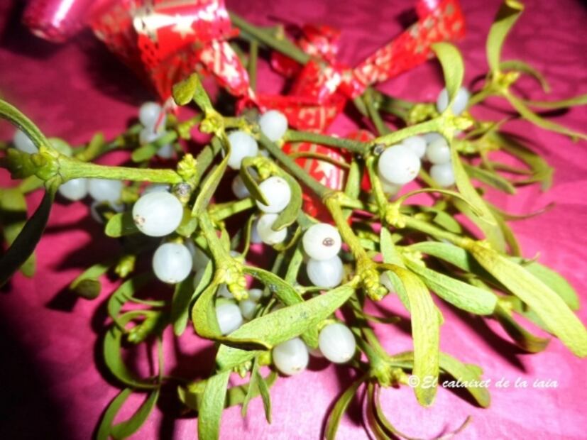 Nochebuenas y otras plantas navideñas que son tóxicas para tus mascotas