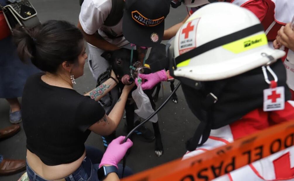 El perro fue atendido por elementos de la Cruz Roja, los cuales le proporcionaron oxigeno al animal. Fernanda Rojas. EL UNIVERSAL