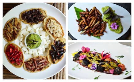 Cocina con insectos: tradición prehispánica