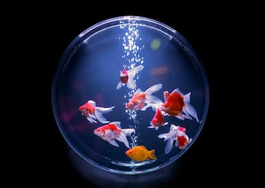 Una exposición en Tokio reinventa los acuarios tradicionales