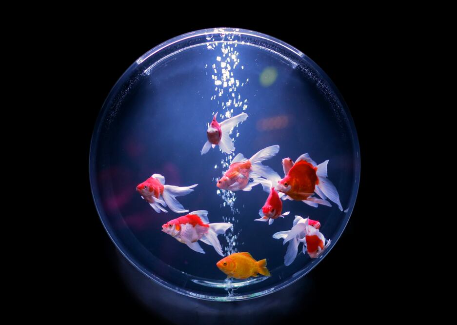 La muestra que reinventa los tradicionales acuarios japoneses del periodo Edo (1603-1868)