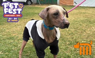 ¿Buscas adoptar un lomito? Metro de CDMX organiza "Adopción Selectiva"; conoce cómo participar