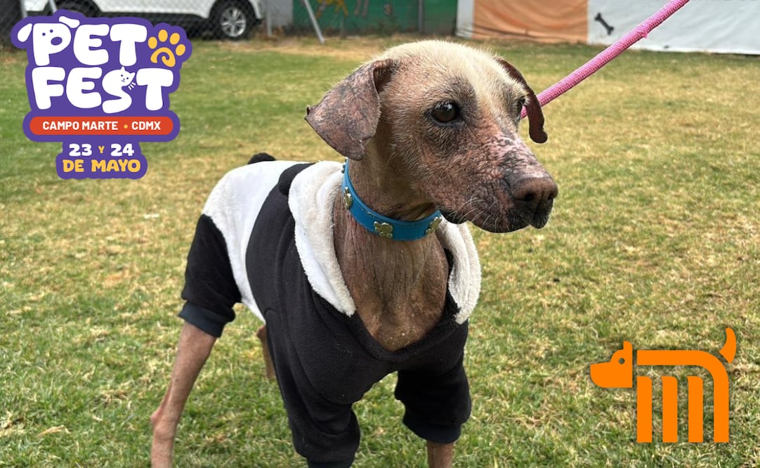 ¿Buscas adoptar a un lomito? Metro de CDMX organiza actividad "Adopción Selectiva"; conoce cómo participar en la dinámica. Foto: X @MetroCDMX