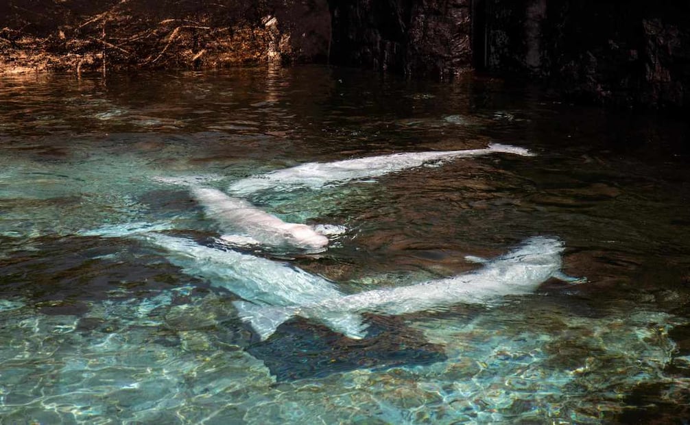 El Oceanogràfic de Valencia permanece a la espera de permisos del gobierno español para completar el traslado de parte del grupo.(22/07/26) Foto: AFP