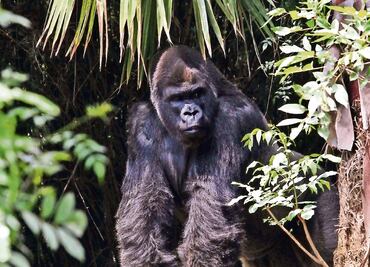 Investiga Profepa anomalías con 'Bantú'