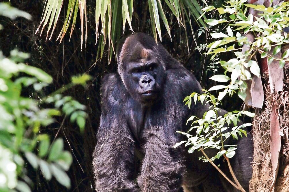 El gorila Bantú tenía 25 años; nació en el Zoológico de Chapultepec (ARCHIVO. EL UNIVERSAL)