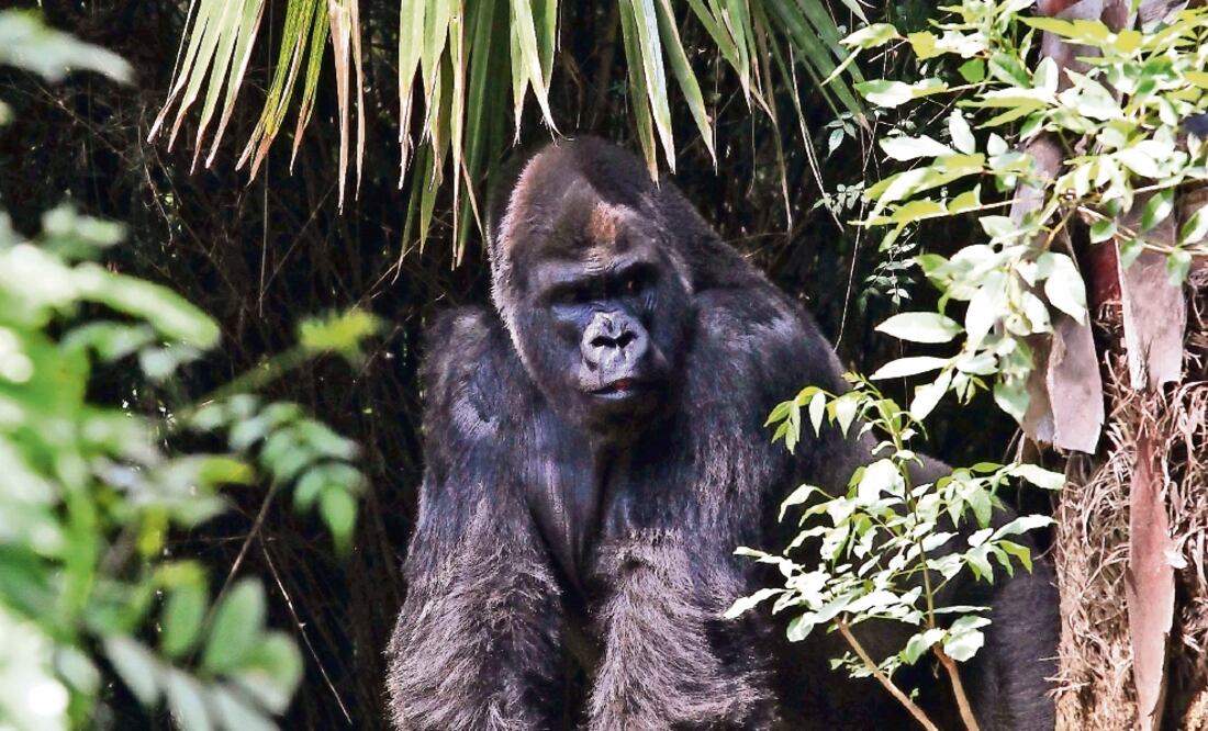 El gorila Bantú tenía 25 años; nació en el Zoológico de Chapultepec (ARCHIVO. EL UNIVERSAL)