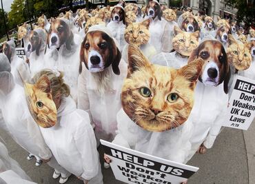 Piden cambiar refranes con animales para no discriminarlos