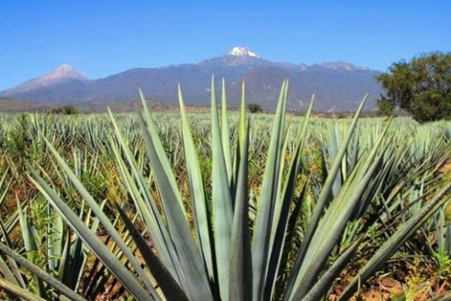 Tequila en el top de destinos en tendencia en México en 2020