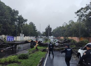Remanentes de "Grace" en CDMX dejan a su paso encharcamientos y árboles caídos