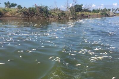 Piden investigar si construcción de estanques provoca muerte de especies marinas en Sinaloa