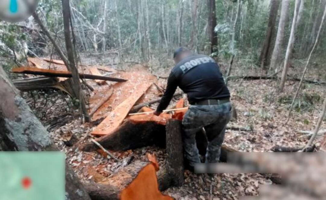 Profepa halla aprovechamiento forestal en la Reserva de la Biosfera de Calakmul. Foto: Especial
