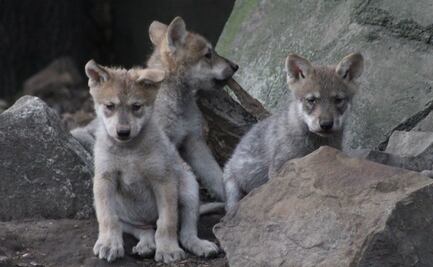 Destacan aumento del 26% en nacimientos de animales en zoológicos de la CDMX