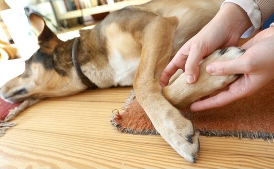 Foto: archivo/ EL UNIVERSAL