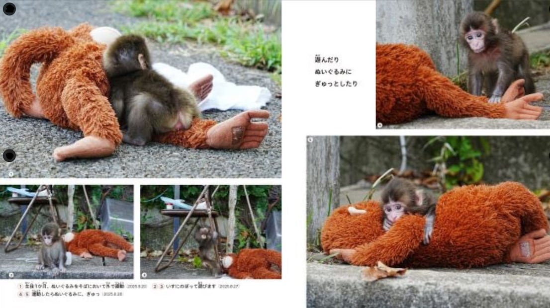 A lo largo de 48 páginas, incluirá fotografías seleccionadas entre más de 10 mil tomadas por sus cuidadores. Foto: Zoológico de Ichikawa