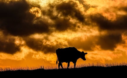 Detectan un caso de la enfermedad de las “vacas locas” en Inglaterra