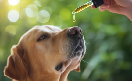 ¿Qué tan saludable es el aceite de oliva para perros?; la explicación de una veterinaria