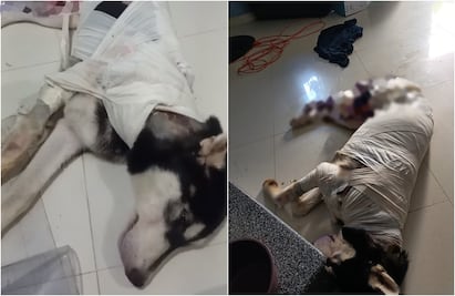 “Lobito llora todas las noches por sus heridas”; reportan ataque con aceite a perrito en Zihuatanejo