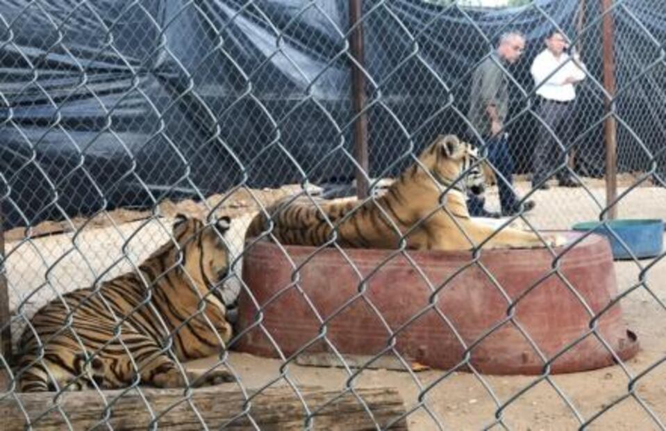 Reportan estable a niña mordida por un tigre en la cabeza en Sonora
