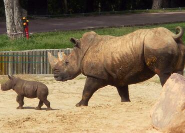 Fecundación "in vitro" para salvar al rinoceronte blanco